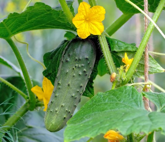 «Золотая пятёрка» огурцов — идеальные сорта на все случаи жизни - Бахчевые культуры «Золотая пятёрка» огурцов — идеальные сорта на все случаи жизни
