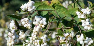 6 модных кустарников, о посадке которых я пожалела - Сад и огород 6 модных кустарников, о посадке которых я пожалела