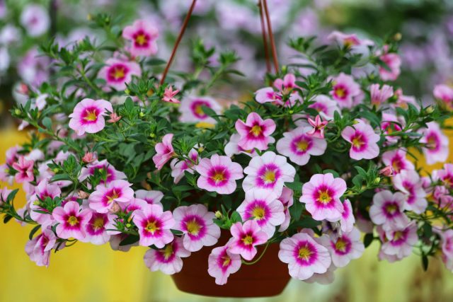 Петуния ампельная. Думала, что украшу двор цветочным водопадом, а в итоге каждый дождь превращал корзины в унылые тряпки. Полив, подкормки, прищипка — бесконечный круг забот. Красиво, но только если лето без дождей и с отпуском отмена. Петуния ампельная. Думала, что украшу двор цветочным водопадом, а в итоге каждый дождь превращал корзины в унылые тряпки. Полив, подкормки, прищипка — бесконечный круг забот. Красиво, но только если лето без дождей и с отпуском отмена.