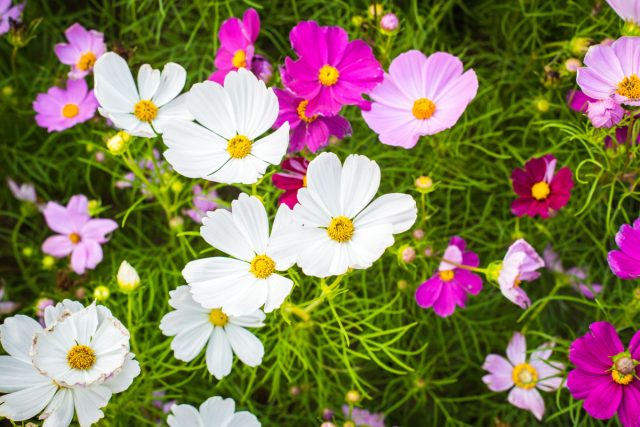 Космея дваждыперистая. Посеяла, как все советуют: "сеешь и забываешь". Забыла — и зря. Космея выросла под два метра, легла после первого ветра, заполнила всё самосевом. Милая на фото, а в жизни — хаос с подвязками и прореживанием весь сезон. Космея дваждыперистая. Посеяла, как все советуют: "сеешь и забываешь". Забыла — и зря. Космея выросла под два метра, легла после первого ветра, заполнила всё самосевом. Милая на фото, а в жизни — хаос с подвязками и прореживанием весь сезон.