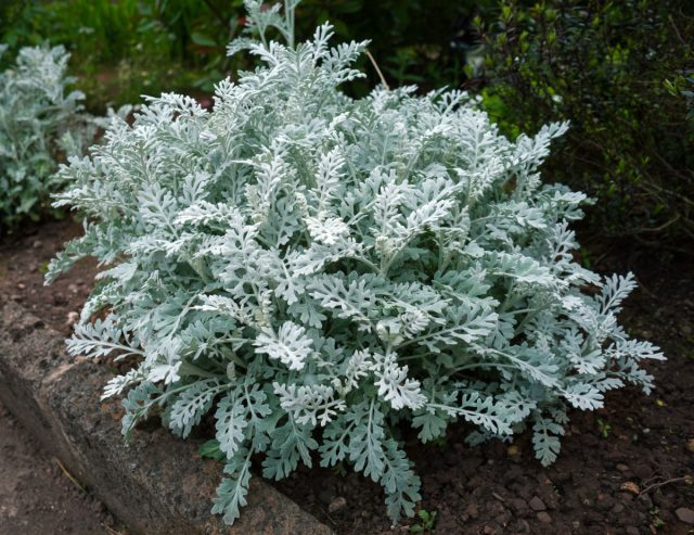 Цинерария приморская. Серебристая королева бордюров быстро теряет корону. Пока формируешь — она вытягивается, пока поливаешь — болеет. Кажется, что ухаживаешь за стареющей дивой, которой всё не так. К августу — ржавчина и усталость. Цинерария приморская. Серебристая королева бордюров быстро теряет корону. Пока формируешь — она вытягивается, пока поливаешь — болеет. Кажется, что ухаживаешь за стареющей дивой, которой всё не так. К августу — ржавчина и усталость.