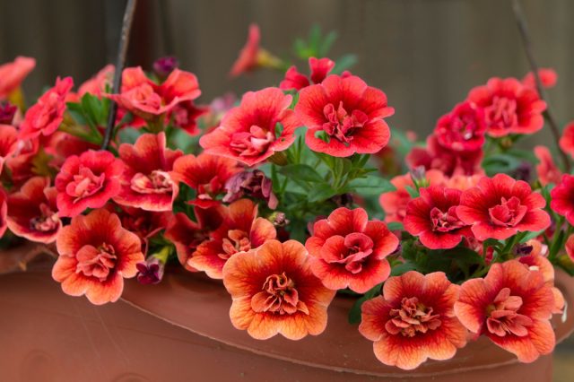 Калибрахоа. Влюбилась с первого взгляда — мини-петуния, воздушная, сплошное очарование. Но за каждым этим облаком стоит подкисленная вода, хелат железа и два полива в день. Без присмотра день-два — и всё, корзина в коме. Калибрахоа. Влюбилась с первого взгляда — мини-петуния, воздушная, сплошное очарование. Но за каждым этим облаком стоит подкисленная вода, хелат железа и два полива в день. Без присмотра день-два — и всё, корзина в коме.