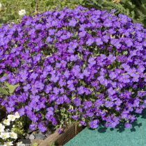 Обриета (Aubrieta) Обриета (Aubrieta)