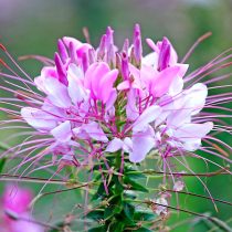 Клеома (Cleome spinosa) Клеома (Cleome spinosa)