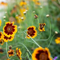 Космидиум (Cosmidium burridgeanum) Космидиум (Cosmidium burridgeanum)
