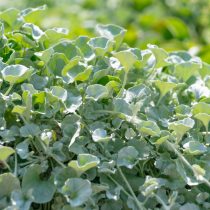 Дихондра серебристая (Dichondra argentea) Дихондра серебристая (Dichondra argentea)