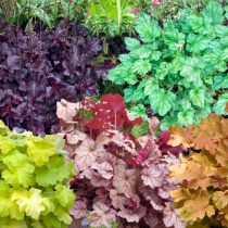 Гейхеры (Heuchera) Гейхеры (Heuchera)
