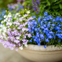 Лобелия (Lobelias) Лобелия (Lobelias)