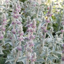 Чистец византийский (Stachys byzantina) Чистец византийский (Stachys byzantina)