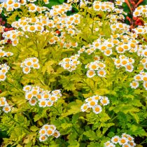 Сорт «Ауреум» пиретрума девичьего (Tanacetum parthenium 'Aureum') Сорт «Ауреум» пиретрума девичьего (Tanacetum parthenium 'Aureum')