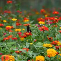 Цинии (Zinnia elegans) Цинии (Zinnia elegans)