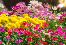 6 популярных однолетников, которые не стоят ваших сил и времени 6 популярных однолетников, которые не стоят ваших сил и времени