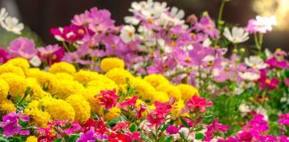 6 популярных однолетников, которые не стоят ваших сил и времени