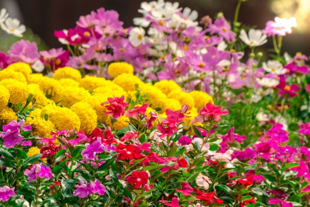 6 популярных однолетников, которые не стоят ваших сил и времени 6 популярных однолетников, которые не стоят ваших сил и времени