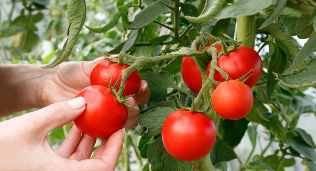 6 самых живучих и урожайных сортов томатов, которые я советую 6 самых живучих и урожайных сортов томатов, которые я советую