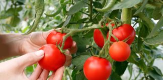 6 самых живучих и урожайных сортов томатов, которые я советую - Сад и огород 6 самых живучих и урожайных сортов томатов, которые я советую