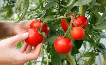 6 самых живучих и урожайных сортов томатов, которые я советую 6 самых живучих и урожайных сортов томатов, которые я советую