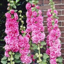 Мальва "Чатерс Дабл Пинк" (Alcea rosea ‘Chater’s Double Pink’) Мальва "Чатерс Дабл Пинк" (Alcea rosea ‘Chater’s Double Pink’)