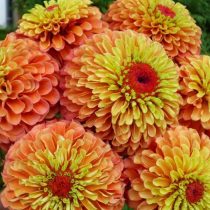 Цинния "Куин Лайм Оранж" (Zinnia elegans ‘Queen Lime Orange’). "Куин Лайм Оранж" (Zinnia elegans ‘Queen Lime Orange’)