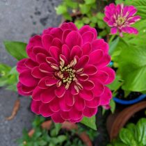 Цинния "Бенари Джайант Вайн" (Zinnia elegans ‘Benary’s Giant Wine’). "Бенари Джайант Вайн" (Zinnia elegans ‘Benary’s Giant Wine’)
