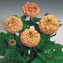 Цинния "Оклахома Салмон" (Zinnia ‘Oklahoma Salmon’). "Оклахома Салмон" (Zinnia ‘Oklahoma Salmon’)