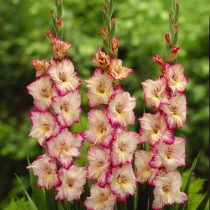 Гладиолус "Присцилла" (Gladiolus ‘Priscilla’). Гладиолус "Присцилла" (Gladiolus ‘Priscilla’).