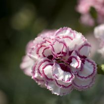 Гвоздика "Гранз Фаворит" (Dianthus ‘Gran’s Favourite’) Гвоздика "Гранз Фаворит" (Dianthus ‘Gran’s Favourite’)