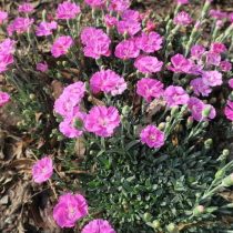 Гвоздика "Девон Старлет" (Dianthus ‘Devon Starlet’) "Девон Старлет" (Dianthus ‘Devon Starlet’)