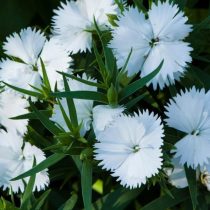 "Мрс Синкис" (Dianthus ‘Mrs Sinkins’) "Мрс Синкис" (Dianthus ‘Mrs Sinkins’)