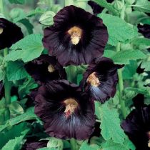Мальва "Нигра" (Alcea rosea ‘Nigra’) Мальва "Нигра" (Alcea rosea ‘Nigra’)