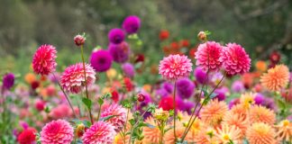 6 «бабушкиных» цветов, за которыми снова охотятся все цветоводы 6 старомодных цветов, за которыми снова охотятся все цветоводы