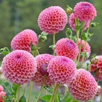 Георгин "Джоуи Винни" (Dahlia ‘Jowey Winnie’). "Джоуи Винни" (Dahlia ‘Jowey Winnie’)