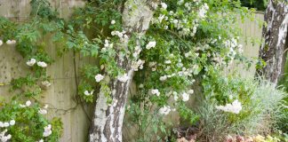 8 ландшафтных решений, о которых в итоге жалеет большинство дачников