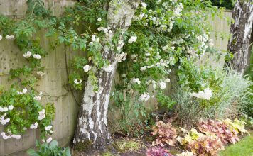 8 ландшафтных решений, о которых в итоге жалеет большинство дачников 8 ландшафтных решений, о которых в итоге жалеет большинство дачников