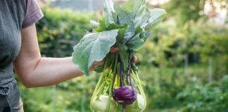 9 овощей, которые редко сажают, а зря — растут легче лёгкого - Бахчевые культуры 9 редких овощей, которые растут проще простого и их стоит посадить