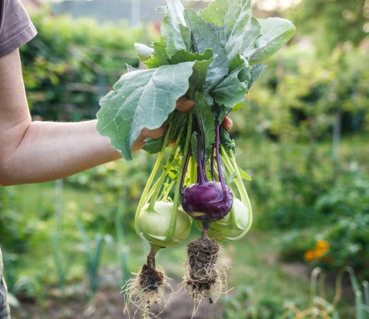 9 овощей, которые редко сажают, а зря — растут легче лёгкого - Бахчевые культуры 9 редких овощей, которые растут проще простого и их стоит посадить