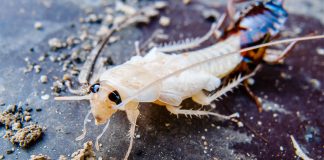 Белый таракан в квартире — кто это и как от него избавиться.