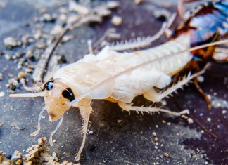 Белый таракан в квартире — кто это и как от него избавиться.