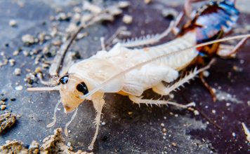 Белый таракан в квартире — кто это и как от него избавиться Белый таракан в квартире — кто это и как от него избавиться.