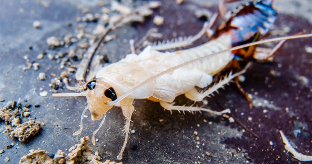 Белый таракан в квартире — кто это и как от него избавиться. Белый таракан в квартире — кто это и как от него избавиться.