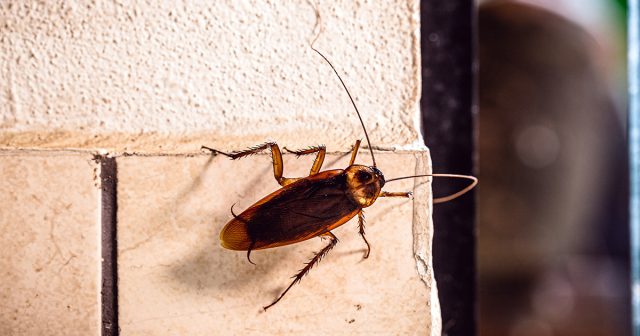 С отвердением хитина вредитель приобретает типичную рыжую окраску. С отвердением хитина вредитель приобретает типичную рыжую окраску.