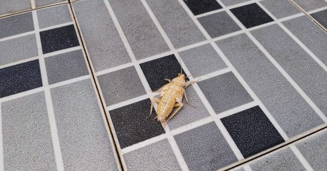 Сначала «берутся», конечно, не белые тараканы, а их папы и мамы. Сначала «берутся», конечно, не белые тараканы, а их папы и мамы.