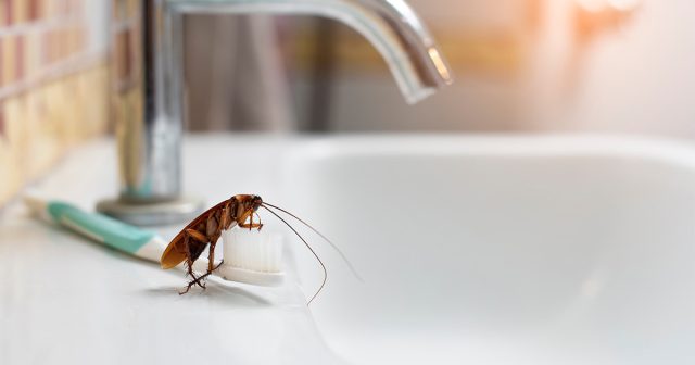 Скорее всего, до обнаружения белых особей вы уже видели и других представителей многочисленного племени. Скорее всего, до обнаружения белых особей вы уже видели и других представителей многочисленного племени.