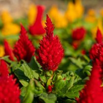 Целозия (Celosia) Целозия (Celosia)