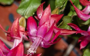 Чем подкормить декабрист: удобрения и народные средства для пышного цветения Чем подкормить декабрист: удобрения и народные средства для пышного цветения.