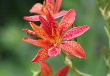 Всё о ежевичной лилии — ярком многолетнике с ароматом конфет Всё о ежевичной лилии — ярком многолетнике с ароматом конфет