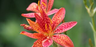 Всё о ежевичной лилии — ярком многолетнике с ароматом конфет