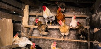 Дезинфекция курятника: как это делается и зачем Дезинфекция курятника: как это делается и зачем.