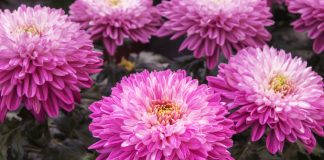 Главные новинки селекции хризантем — сорта для будущего сезона.