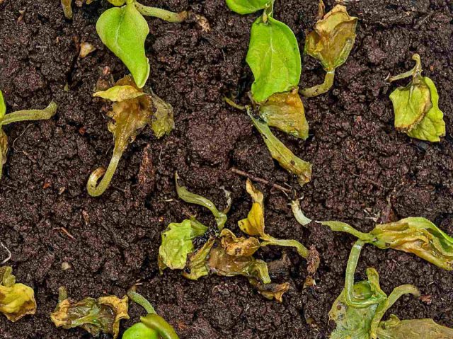 Для фотосинтеза необходим солнечный свет. При густой высадке его оказывается недостаточно, из-за чего растения тянутся вверх, к свету. В результате они становятся тонкими и длинными.